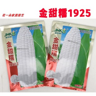 金甜糯1925白玉米种籽大棒非转甜加糯国审白甜糯玉米种子