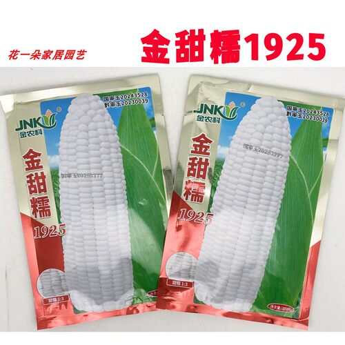 金甜糯1925白玉米种子非转甜糯