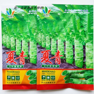 迈德豪夏青莴苣种籽高产尖叶耐热春秋青皮青肉高桩香莴笋种子
