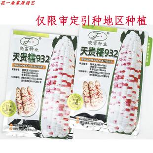 晓富天贵糯932彩甜糯玉米种籽大棒非转加甜糯小花玉米种子