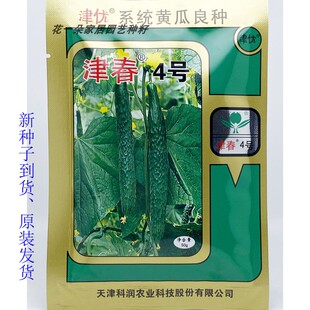 天津科润津春4号黄瓜种籽高产春秋密刺青皮青肉油亮长黄瓜种子