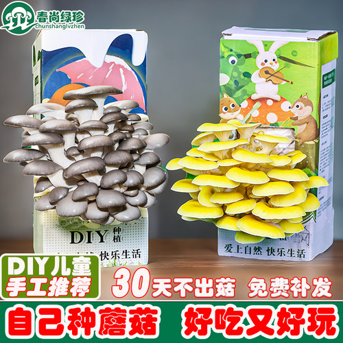 【蘑菇种植盒】菌包菌种种植包家种室内家庭菌菇包儿童趣味手工