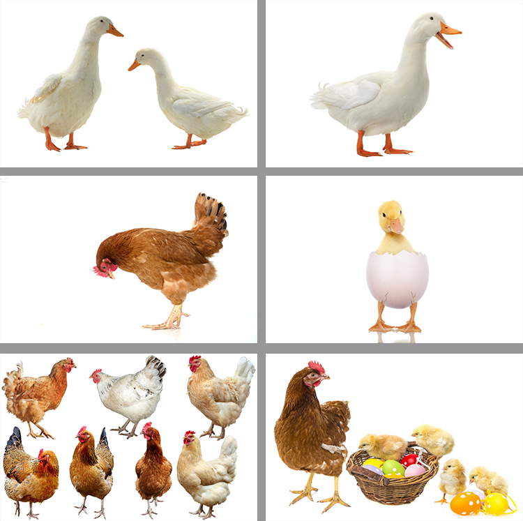 家禽鸡鸭柯尔鸭背景海报小鸡小鸭母鸡JPG高清图片设计素材