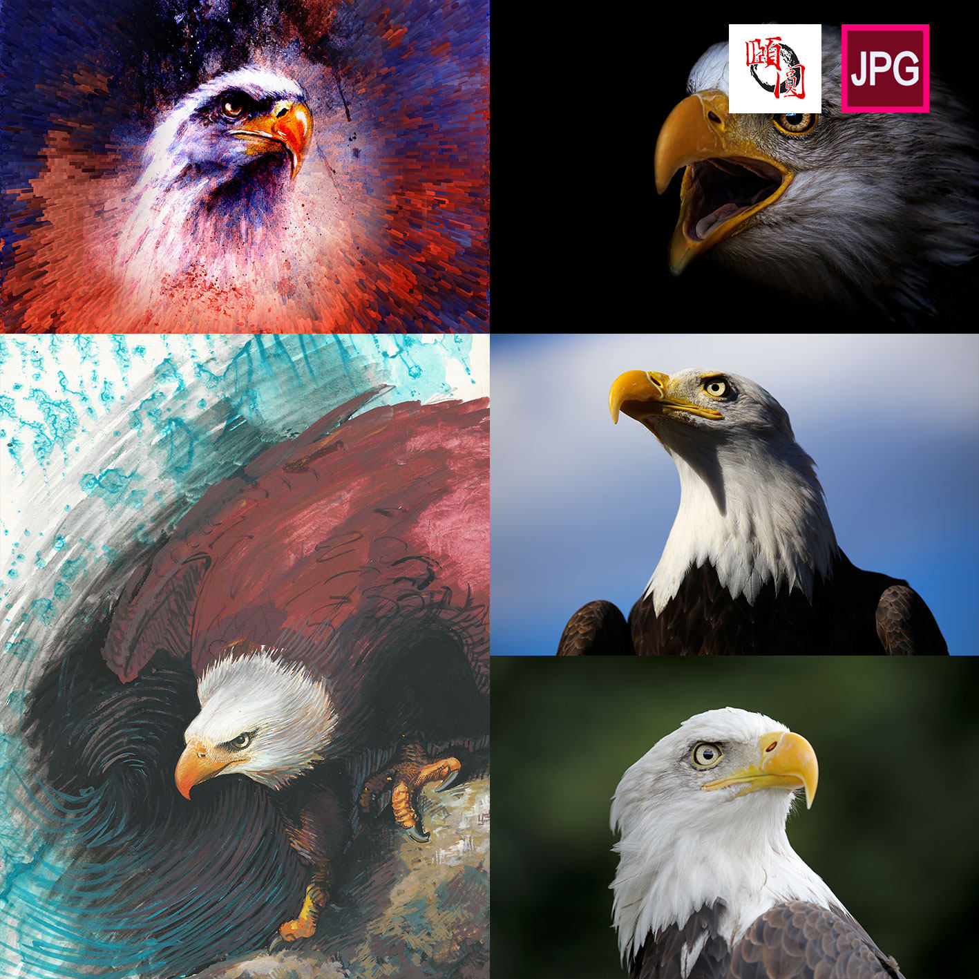 老鹰摄影油画动物背景图片设计素材