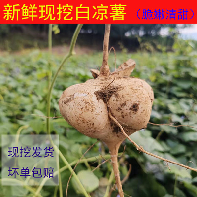 恩施现挖新鲜白凉薯地瓜地萝卜豆薯沙葛薯苕薯土瓜孕妇蔬菜水果