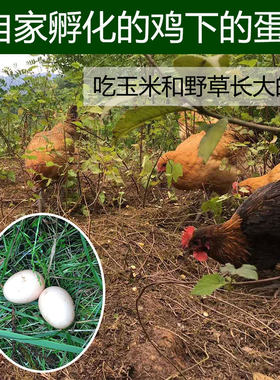 湖北恩施高山农家乡下散养土鸡蛋