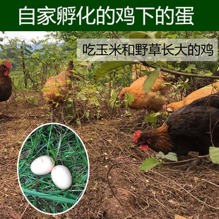 湖北恩施高山农家乡下正宗杂粮散养土鸡蛋新鲜鸡蛋30枚