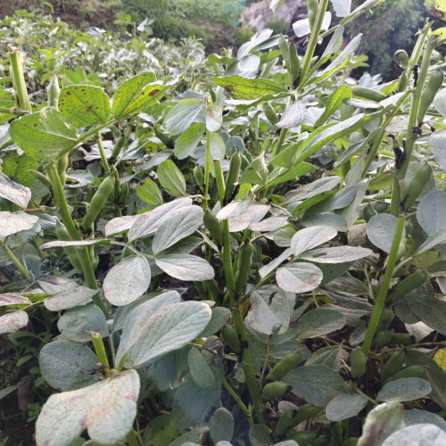 恩施新鲜蚕豆带壳胡豆兰花豆高山现摘5斤现摘