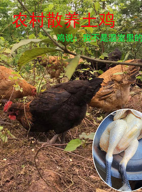湖北恩施高山农家散养走地鸡土鸡新鲜活鸡现杀土母鸡月子孕妇可用