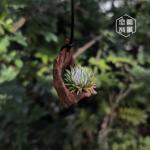 空凤故事杂交会员专链