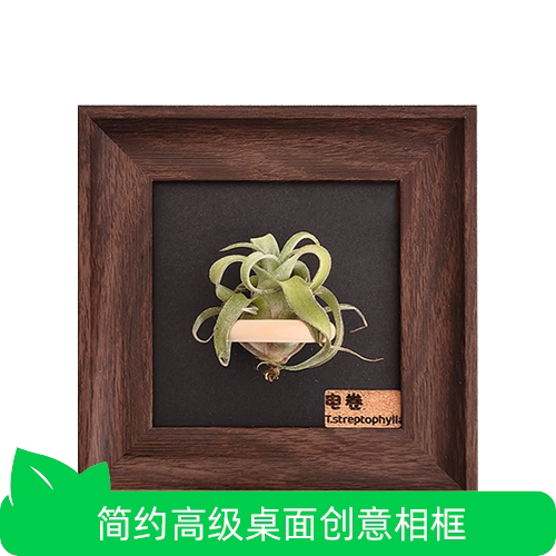 空凤故事家居相框植物装饰画小礼物T. streptophylla电卷空气凤梨