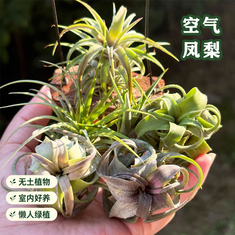 空气凤梨电卷罗兰桌面菠萝绿植新空气凤梨/积水凤梨