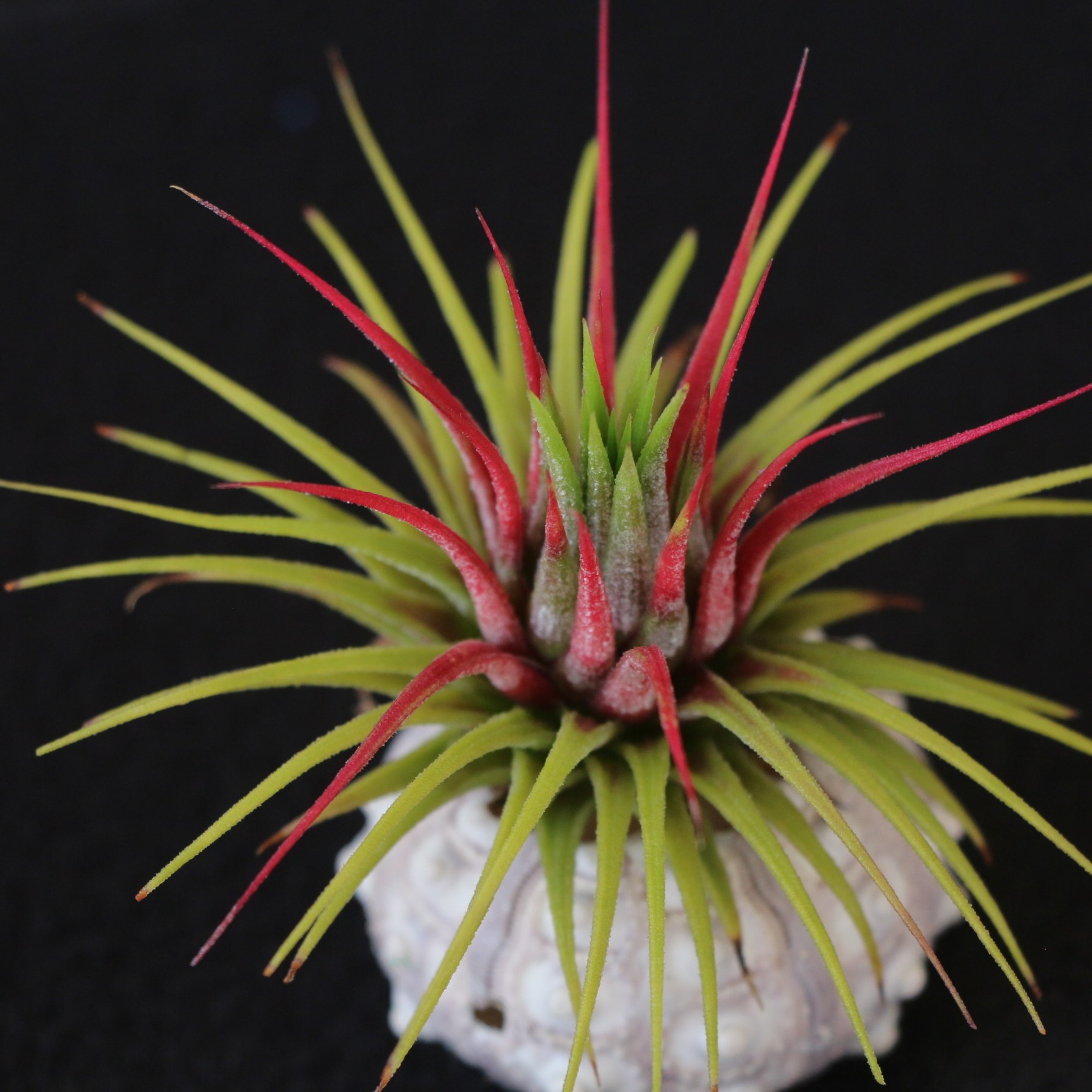 空气凤梨危地马拉精灵无土绿植花卉室内办公室盆栽空凤故事