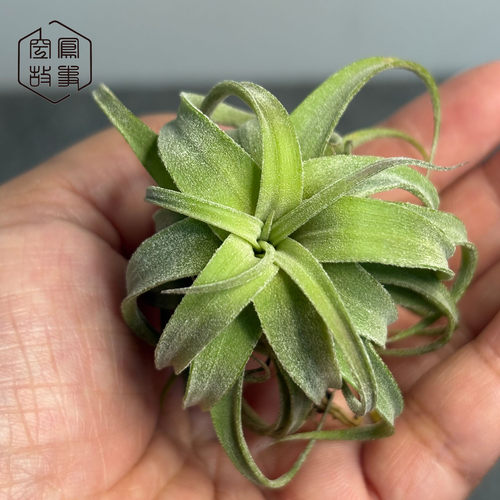 红卷杂交的发色优秀基因