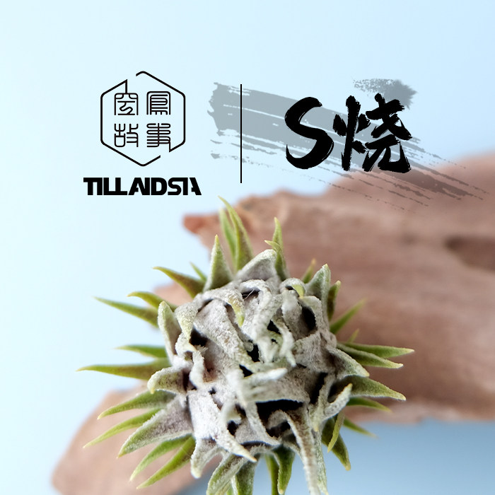 S烧 空凤故事实生品种室内绿植空气凤梨