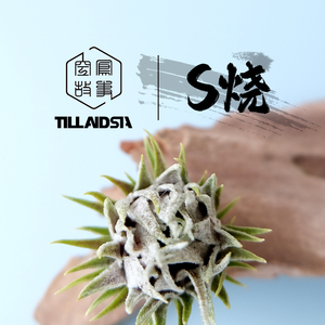 S烧 空凤故事实生品种室内绿植空气凤梨