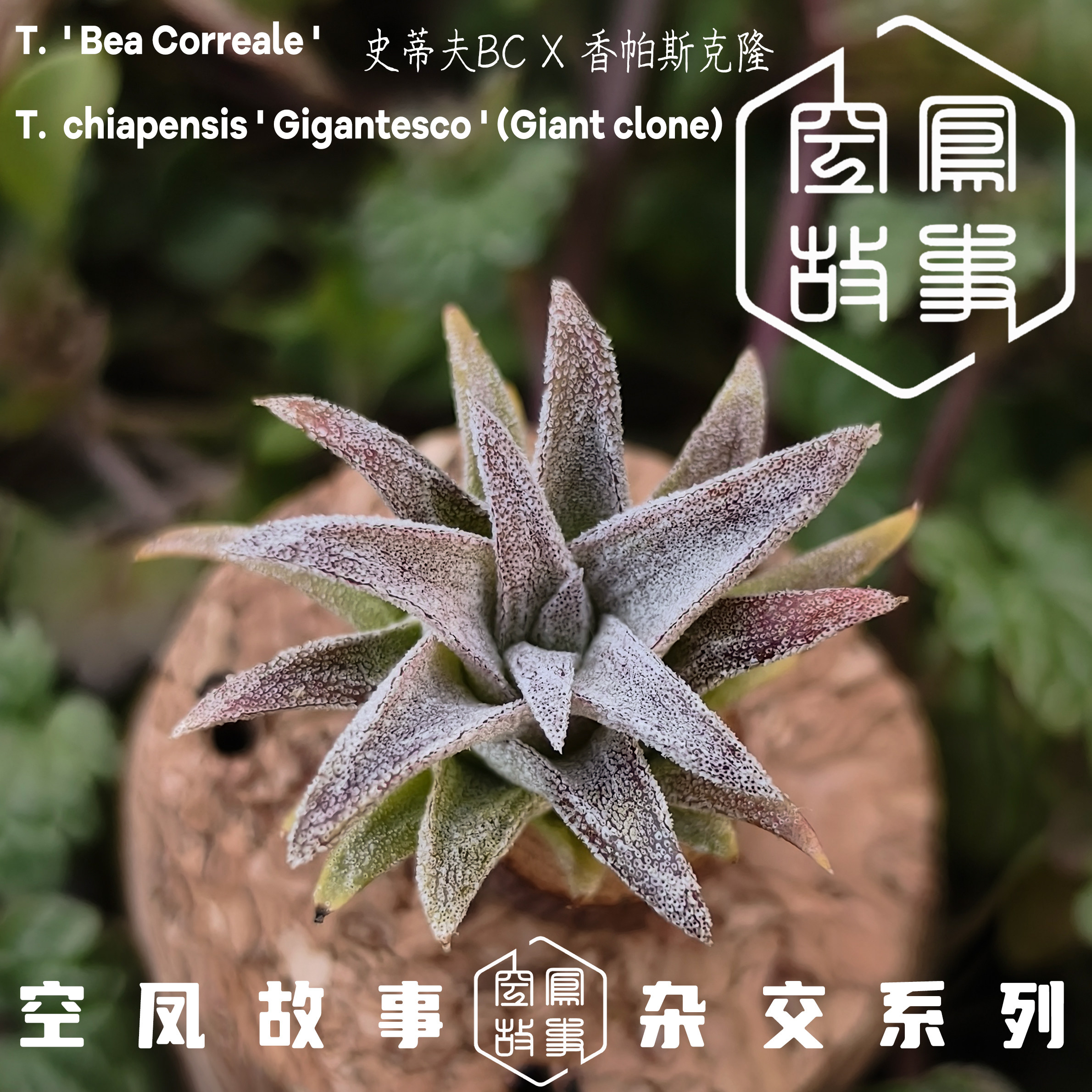 史蒂夫BC×香帕斯克隆 空凤故事自育实生杂交空气凤梨