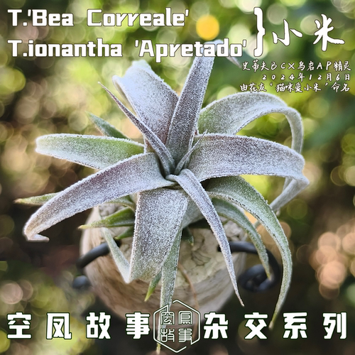 空气凤梨小米｜史蒂夫BC x 鸟岩Ap精灵 空凤故事自育实生杂交