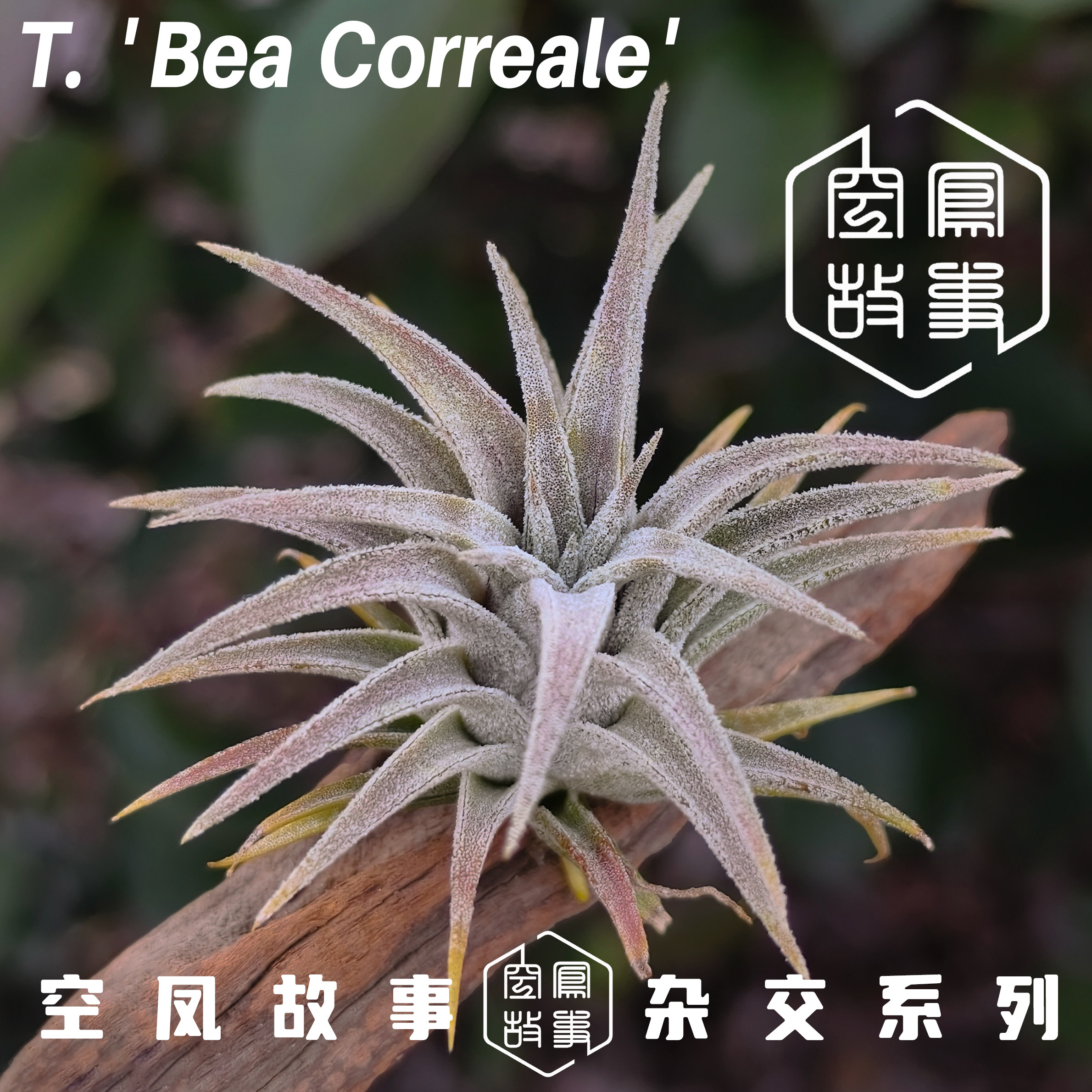 实生史蒂夫BC 空凤故事自育珍品室内绿植美观趣味空气凤梨