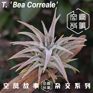 实生史蒂夫BC 空凤故事自育珍品室内绿植美观趣味空气凤梨