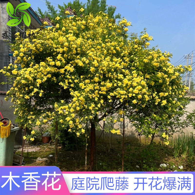 黄木香花苗盆栽红木香浓香花卉白木香七里香庭院绿化爬藤攀援花卉图片
