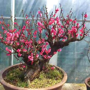 红梅老桩盆栽梅花树苗盆景阳台庭院耐寒四季腊梅大花浓香花卉绿梅
