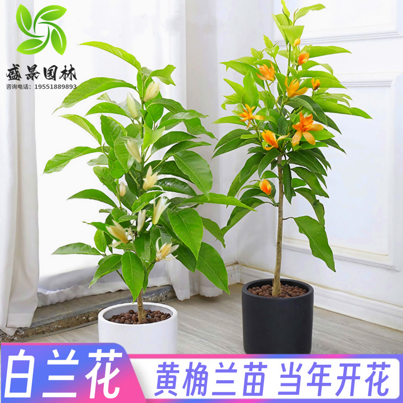 盆栽白兰花树苗黄桷兰花别墅庭院室内大型花卉四季常青浓香风景树