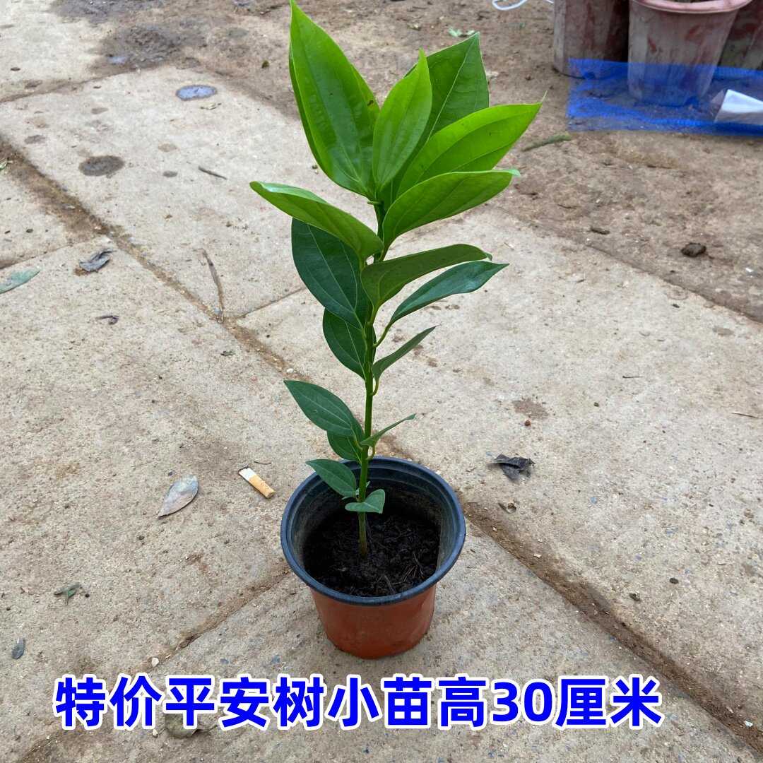平安树客厅室内大盆栽绿植花卉盆景幸福树四季常青植物