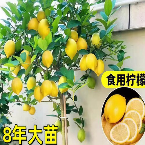 无籽香水柠檬树苗当年结果