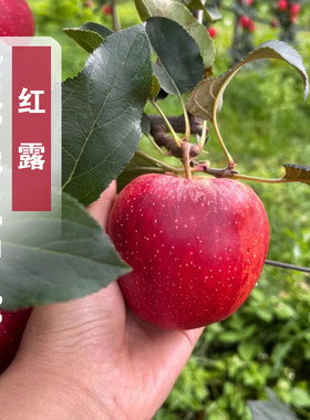 嫁接早熟苹果树苗红露苹果苗冰糖心脆甜耐寒地栽盆栽南方北方种植