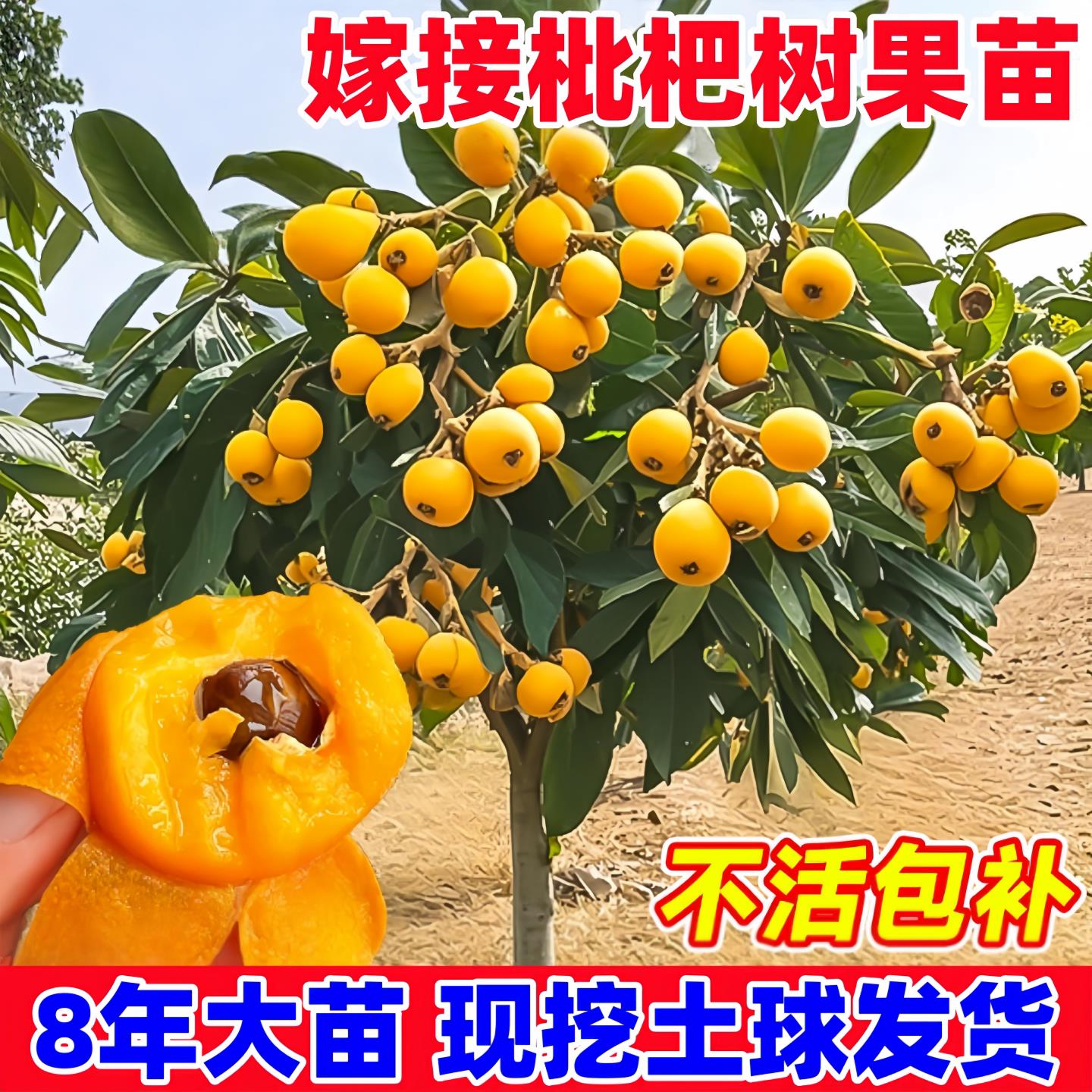 特大枇杷树苗果苗大果大五星白玉琵琶果树苗嫁接批把树当年结果树图片
