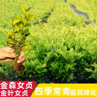 金森女贞球金叶女贞球小叶女贞球庭院绿化苗小树苗四季常青造型球