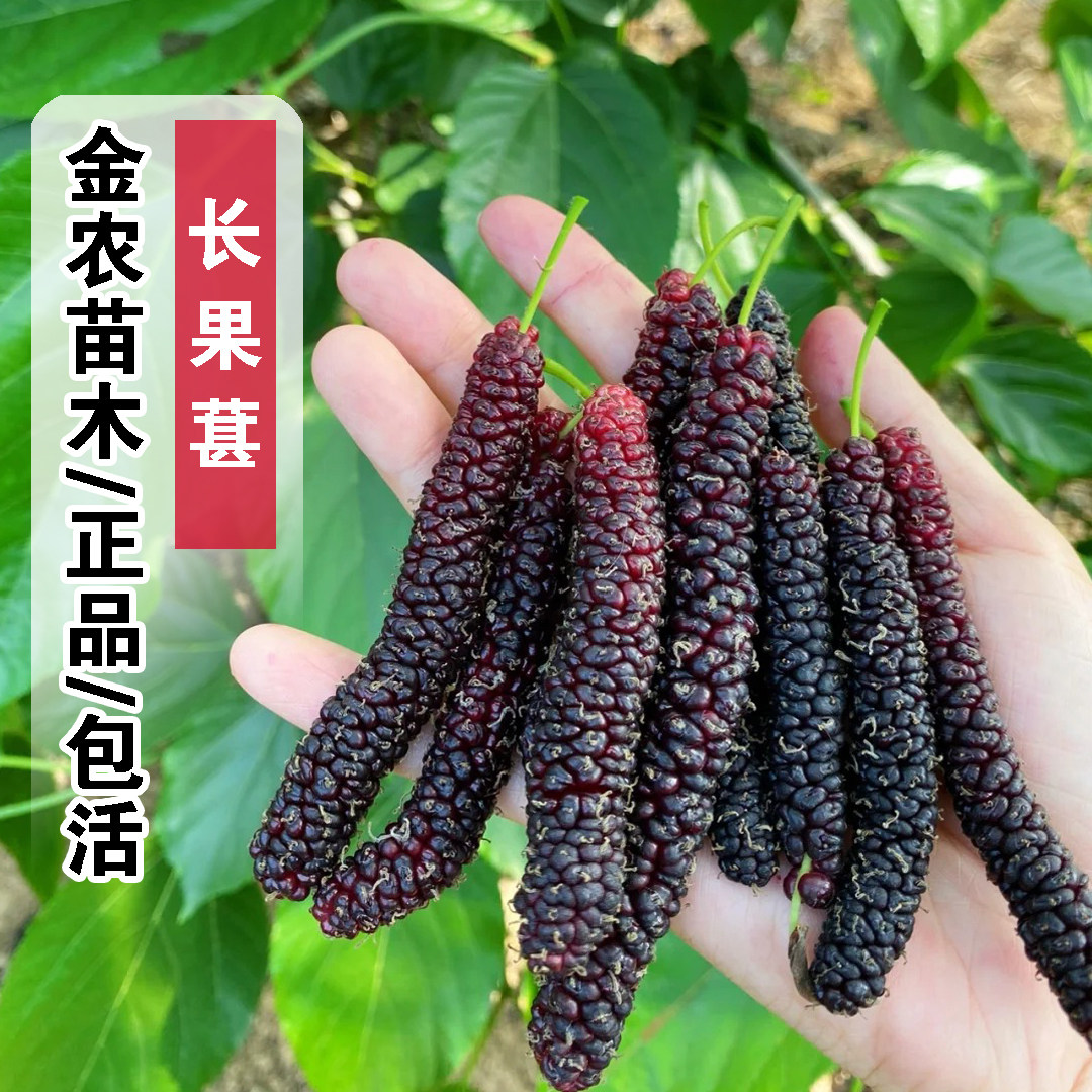 台湾长果桑苗四季桑葚树苗盆栽庭院地栽桑葚苗桑树活苗南北方种植
