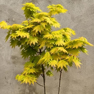 日本红枫流泉枫约旦枫树苗盆栽品种枫树庭院风景树植物彩色黄金枫