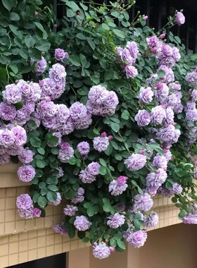 蓝色阴雨月季花紫色系阳台盆栽爬藤四季好养垂吊攀援花卉多头开花