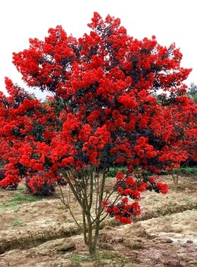 丛生紫薇树苗盆栽丛生紫薇花苗庭院绿化种植大型紫薇造型树风景树