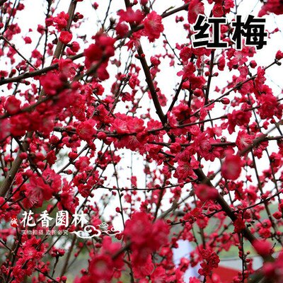 梅花树红梅苗绿梅原生嫁接树苗庭院地栽阳台盆栽易活大树当年开花