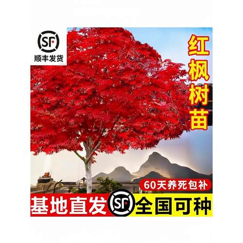 日本红枫树苗四季红庭院矮桩红舞姬风景大树别墅室外耐寒地栽植物