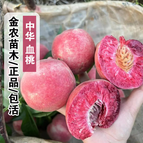中华血桃树苗嫁接红肉紫血桃脆甜胭脂红朱砂红血桃苗南方北方种植