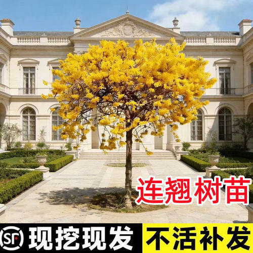 连翘花树苗盆栽绿植丛生独杆连翘爬藤植物耐寒花苗绿化工程大小苗