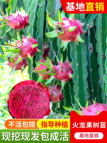 红心火龙果苗盆栽黄肉地栽庭院阳台南方北方种植果树苗当年结果