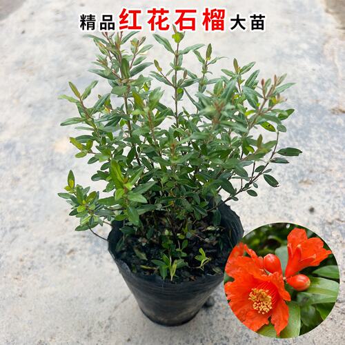 精品红花石榴盆栽花卉苗带花苞花红果艳阳台庭院观赏基地现发好养