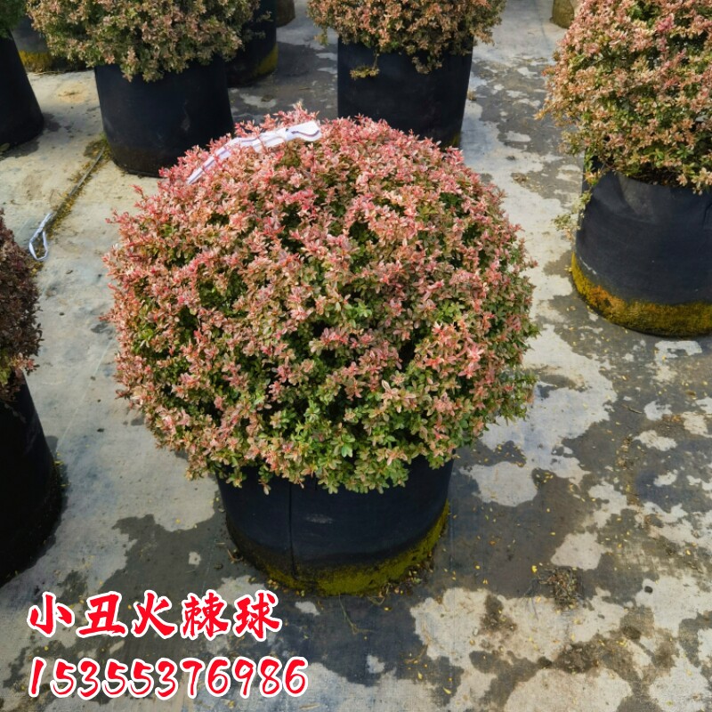 小丑火棘龟甲冬青亮晶女贞冬青先令完美冬青精品落地球水果兰盆栽