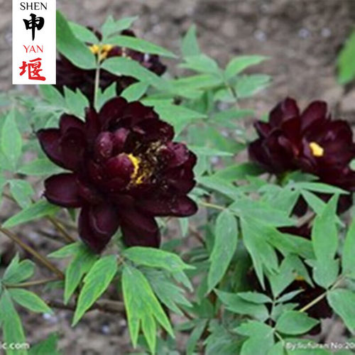涵山菏泽观赏牡丹花苗盆栽庭院花卉洛阳牡丹树苗室内外阳台重瓣大