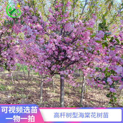 高杆海棠树苗垂丝海棠庭院别墅耐寒风景树北美海棠西府海棠花树苗