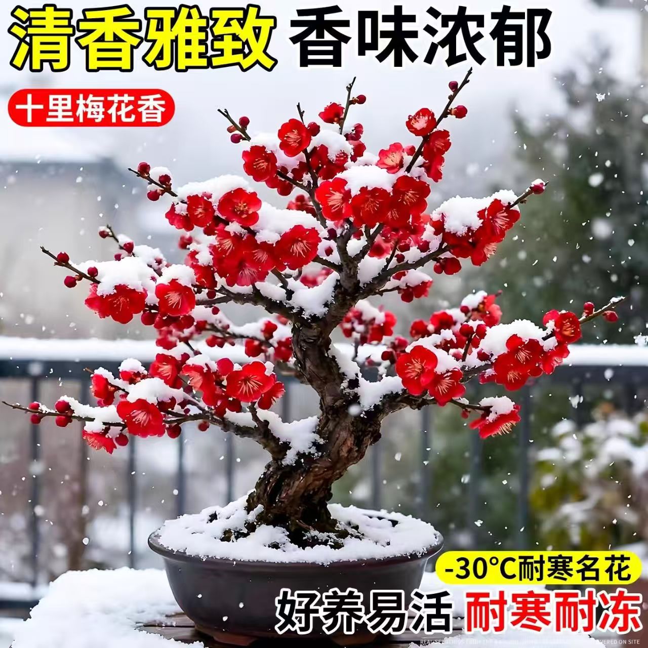浓香梅花盆栽老桩花卉植物室内四季好养红梅盆景绿梅树苗腊梅花苗图片