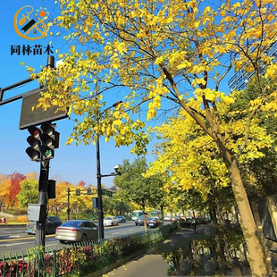 朴树树苗大树园林绿化工程苗木相思树庭院别墅行道树大型风景树苗