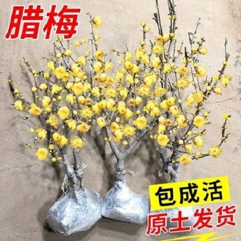 素心腊梅盆景梅花红梅树苗盆栽耐寒老桩庭院花卉植物室内阳台花苗图片