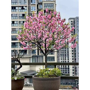 重瓣榆叶梅树苗盆栽独杆粉色梅花耐寒庭院花园丛生榆叶梅观叶植物