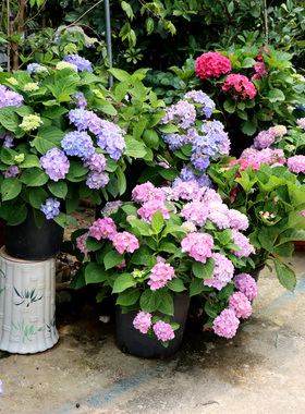 精选绣球大苗盆栽室内阳台庭院植物四季开花卉无尽夏八仙带花耐寒